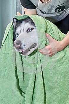 Husy dog is wiped with a towel after washing. Husky happy.