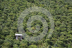 A hut amid coffee trees for workers to hide from the sun