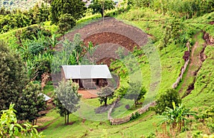 Hut in the Bonga forest reserve in southern Ethiopia