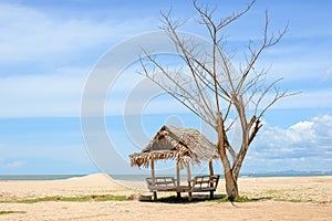 Hut and dead trees on the beach and sky background