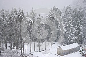 A Hut and Deodar Trees covered by Snow in Heavy Snowfall in an Indian Himalayan Village, Uttarakhand