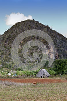 Hut in the field. Cuba. Vinales Valley
