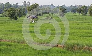 Hut in a field of grain