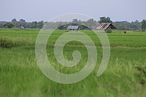 Hut in a field of grain