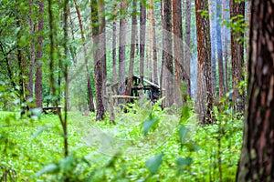 Hut in the green woods