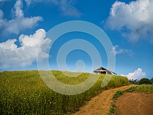 Hut in Growing the Sunn hemp