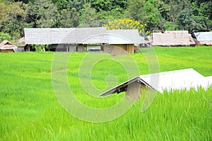 Hut and houses in paddy field