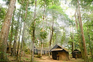 Hut in jungle
