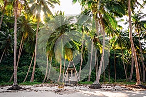 Hut in jungle wildlife, Port Barton, Philippines