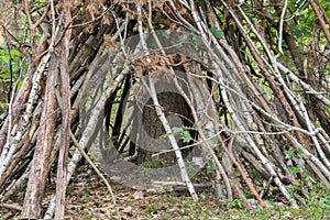 Hut made of tree branches