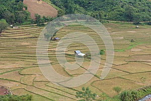 Hut in the middle of the field