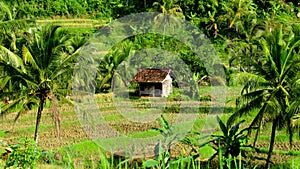 hut in the middle field photo