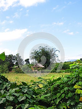 Hut in the middle of the rice fields