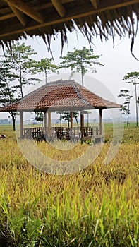 hut in the middle of the rice fields