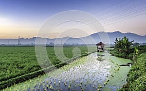 Hut in the middle of vast rice field