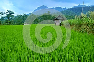 Hut in the paddy field