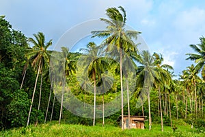A hut between palm trees in the jungle