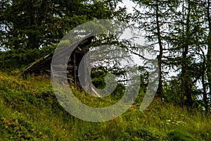 Hut among pine trees