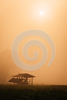 Hut in the plantation in the morning mists