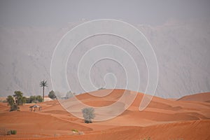 Hut in a red sand desert near Al ain .Jabel Hafeet in background