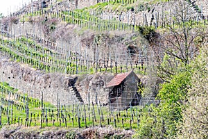 A hut standing in wine plants