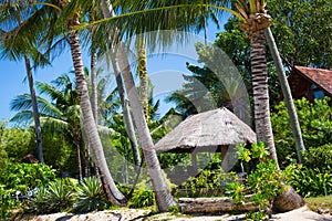 Hut with a thatched roof among coconut palms