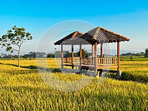 hut. Traditional farmer hut in the middle of rice fields in Asia. gazebo, pergola, ,shack, hovel, cottage in the rice fields