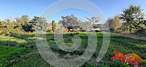 Hut tree shade vegetable farm.