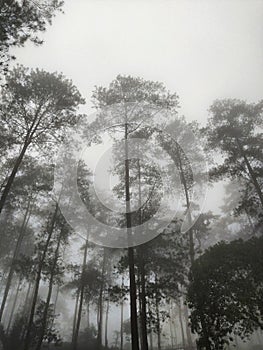 Beautiful misty forest