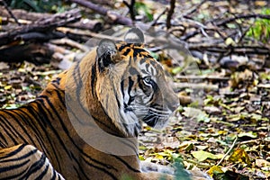 Hutan the Sumatran Tiger sitting in his enclosure