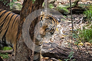 Hutan the Sumatran Tiger sitting in his enclosure