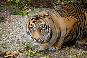 Hutan the Sumatran Tiger sitting in his enclosure