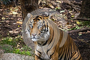 Hutan the Sumatran Tiger sitting in his enclosure