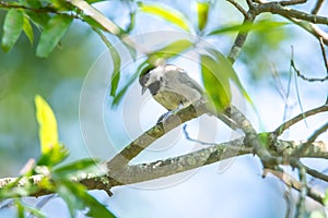 Huthatch bird nut pecker in the wild on a tree photo