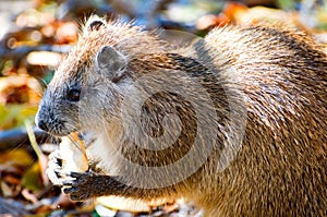 Hutia