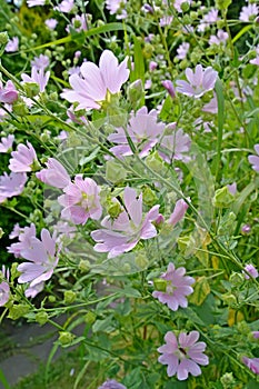 Hutma Thuringian Lavatera thuringiaca L.. Flowering plant photo