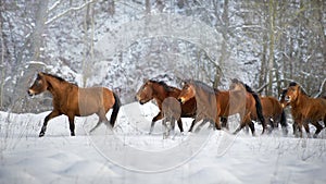 Hutsul horse in snow field