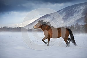 Hutsul horse in winter mountain