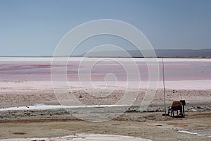 Hutt Lagoon. Port Gregory. Western Australia. Australia