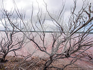 Hutt Lagoon's Pink Lake