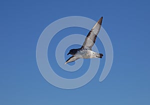 Hutton`s shearwater, gliding, Kaikoura, New Zealand