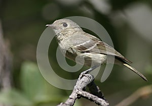 Hutton's Vireo