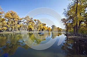 Huyang woods of Talimu,Xinjiang,NO.3