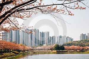 Hwarang Recreation Area park and modern apartment buildings at spring in Ansan, Korea