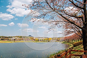 Hwarang Recreation Area park at spring in Ansan, Korea