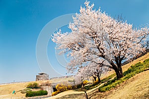 Hwaseong Fortress with spring cherry blossoms in Suwon, korea