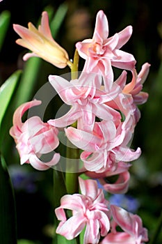 Hyacint photo
