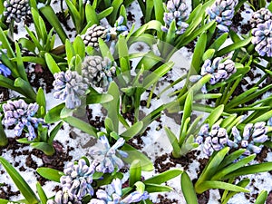 Hyacint flowers photo