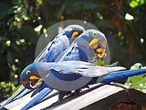 Hyacint Macaw Blue Parrot photo