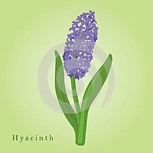 Hyacinth